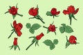Set of red hand drawn vector roses with leaves Royalty Free Stock Photo