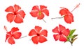 Set of red hibiscus or chaba flower isolated on white