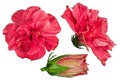 Set of red hibiscus flowers isolated on white background. Shallow depth. Soft toned. Floral summertime. Copy space Royalty Free Stock Photo