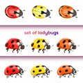 Set of red ladybug isolated on white. Multicolored beetles. Vector illustration. Royalty Free Stock Photo