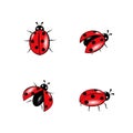 Set of red ladybug isolated on white Royalty Free Stock Photo