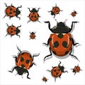 Set of red ladybug with shadow isolated on white background . vector Royalty Free Stock Photo