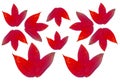 Set red maple leaves isolated on white background Royalty Free Stock Photo