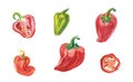 Set of red, orange and green paprika pepper watercolor illustration hand drawn.