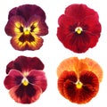 Set of red pansy Royalty Free Stock Photo