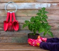 Set of red plastic garden tools, women`s hands in red protective gloves holding a pot of tomato seedlings on a wooden background Royalty Free Stock Photo