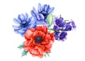 Set of red poppies and blue anemones, bell flowers on isolated background, watercolor illustration Royalty Free Stock Photo