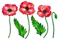 Set of red poppies. Colorful flowers. Watercolor hand drawn illustration isolated on white background