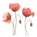 Set of red poppies, colorful flowers. Watercolor hand drawn illustration isolated on white background Royalty Free Stock Photo