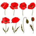 Set of 8 red poppies - flowers and buds. Flat vector illustration isolated on white background. Royalty Free Stock Photo