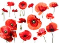 Set of red poppies isolated on the white background. Royalty Free Stock Photo