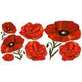 Set with Red poppy flowers isolated on white background Royalty Free Stock Photo