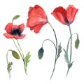 Set of red poppy flowers, leaves isolated on white background Royalty Free Stock Photo