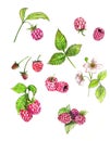Set of red raspberries on a white background. Drawn with colored pencils.
