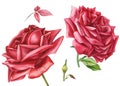 Set of red rose flower, bud, leaf on isolated background watercolor hand drawing Royalty Free Stock Photo