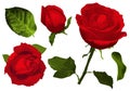 Set of red rose flower, bud and leaves Royalty Free Stock Photo