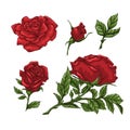 Set of red rose flower, bud and leaves. Isolated on white vector illustration Royalty Free Stock Photo