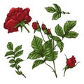Set of red rose flower, bud and leaves. Isolated on white vector illustration Royalty Free Stock Photo