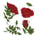 Set of red rose flower, bud and leaves. Isolated on white vector illustration Royalty Free Stock Photo