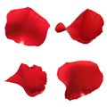 Set of red rose petals isolated on white background. Royalty Free Stock Photo