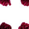 Set of red rose petals isolated on white. Macro Royalty Free Stock Photo