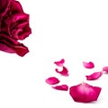 Set of red rose petals isolated on white. Macro Royalty Free Stock Photo