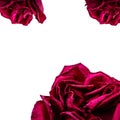 Set of red rose petals isolated on white. Macro Royalty Free Stock Photo