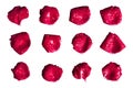 Set of red rose petals on a white background isolated Royalty Free Stock Photo