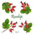 Set of red rosehip berries on branches with green leaves. Medicinal plants. natural christmas decoration. Eps 10 Royalty Free Stock Photo