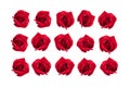 Set of red roses isolated on white background.