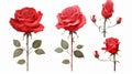 Set of red roses isolated on a white background. illustration. Generative AI Royalty Free Stock Photo