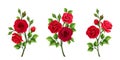 Set of red roses. Vector illustration. Royalty Free Stock Photo