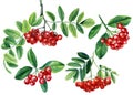 Set Red rowan berries bunch with green leaves Watercolor painting illustration isolated on white background. Royalty Free Stock Photo