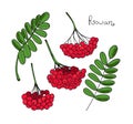 Set Red Rowan Tree. Isolated elements of Rowanberry or ashberry. Leaves and cluster of Sorbus berry. Brunch of sorb