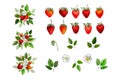 Set of red strawberry, white flowers, green leaves