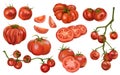 A set of red tomatoes. On a twig, slices, pairs, singly. Digital illustration on a white background. Applicable for packaging