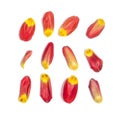 Set of 12 red tulip petals on white background Royalty Free Stock Photo