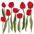 Set of red tulips with green leaves. hand drawing. Vector illustration Royalty Free Stock Photo