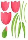 red tulips, hand grawn isolated