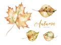 Set of red and yellow autumn watercolor leaves and berries, hand drawn design foliage elements decoration.