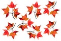 Set red and yellow maple leaves isolated on white background Royalty Free Stock Photo