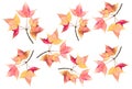 Set red and yellow maple leaves maple leaves isolated on white background Royalty Free Stock Photo