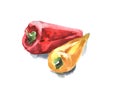 Set of red and yellow peppers. Watercolor illustration with black ink outline Royalty Free Stock Photo