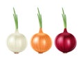 Set red, yellow and white onion and green sprout on white background, fresh vegetables.