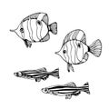 Set of reef & aquarium fishes, zebrafish, chelmon, for decorative ornaments & patterns