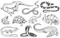 Set of reptiles and amphibians. Wild Crocodile, alligator and snakes, monitor lizard, chameleon and turtle. Pet and