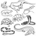 Set of reptiles and amphibians. Wild Crocodile, alligator and snakes, monitor lizard, chameleon and turtle. Pet and