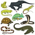 Set of reptiles and amphibians. Wild Crocodile, alligator and snakes, monitor lizard, chameleon and turtle. Pet and