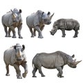 Set of Rhinoceros Isolated on a White Background