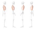 Set of Rib cages Skeleton Human side lateral view with partly transparent skeleton position. Anatomically realistic Royalty Free Stock Photo